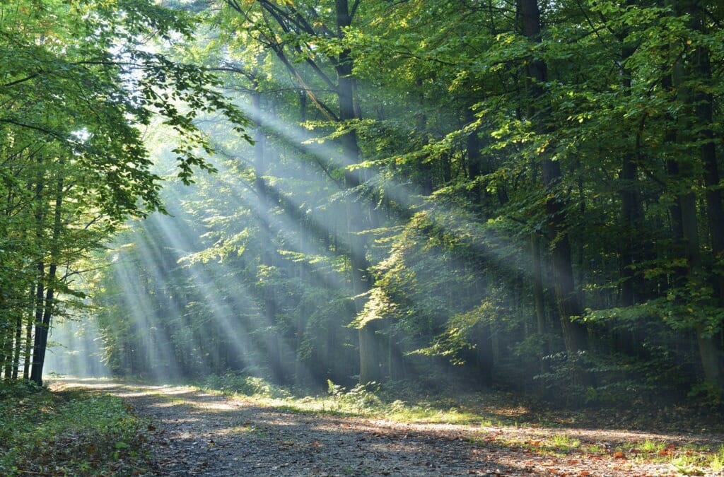 Kapha Season | When to Root Down