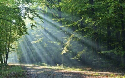 Kapha Season | When to Root Down