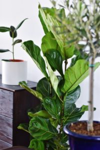 Plants - Heart Chakra Healing